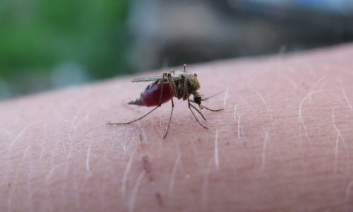 How Malaria Continues to Impact Global Health?