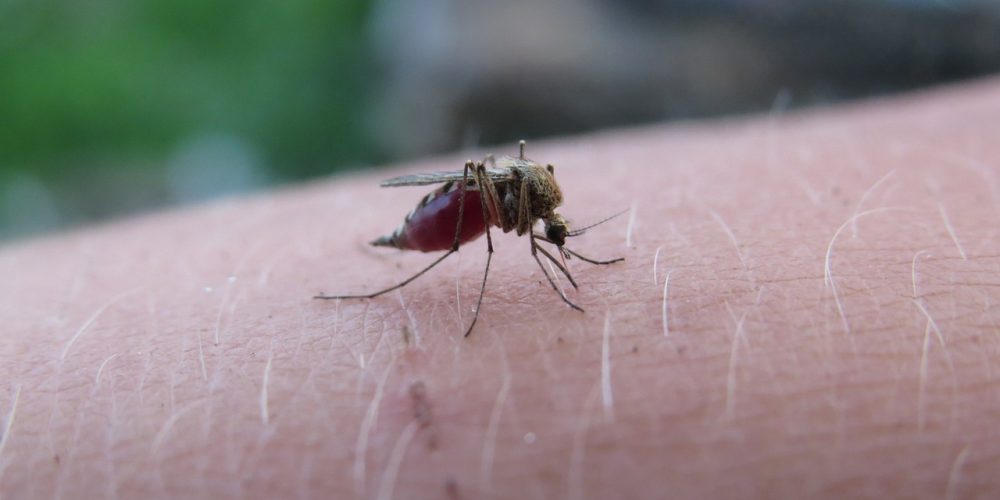 How Malaria Continues to Impact Global Health?